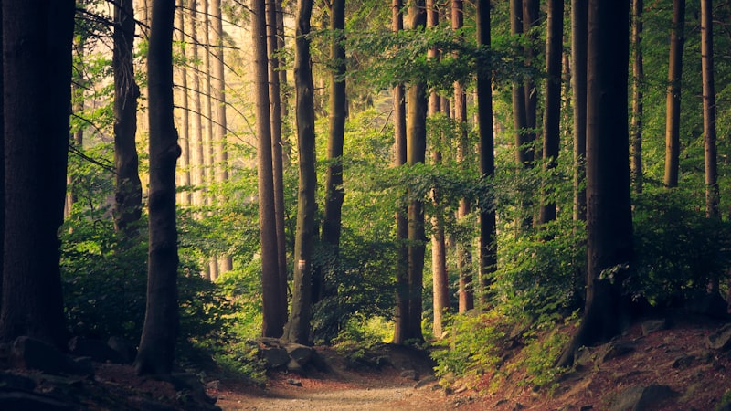 Bosque y sostenibilidad ambiental
